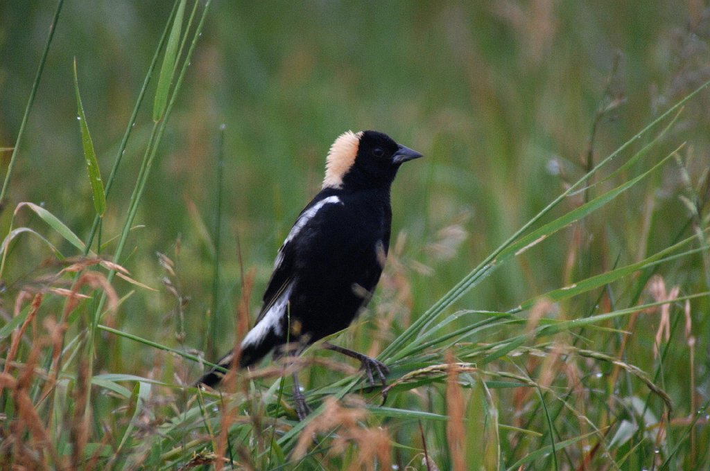 Bobolink, 2010-06022008 Danieel Webster Wildlife Sanctuary, MA.JPG - Bobolink. Daniel Webster Wildliife Sanctuary, MA, 6-2-2010